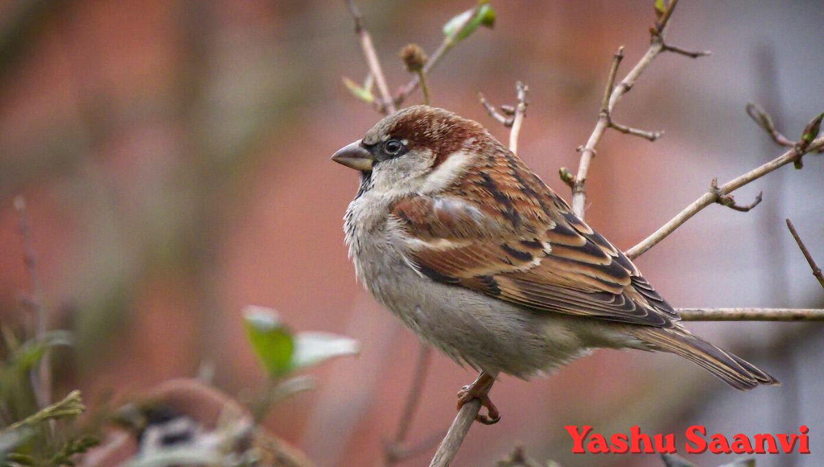  World Sparrow Day