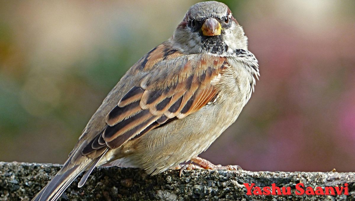 World Sparrow Day